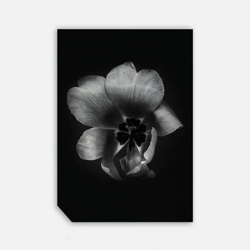 Tulip Life III, 50cmx70cm wall art