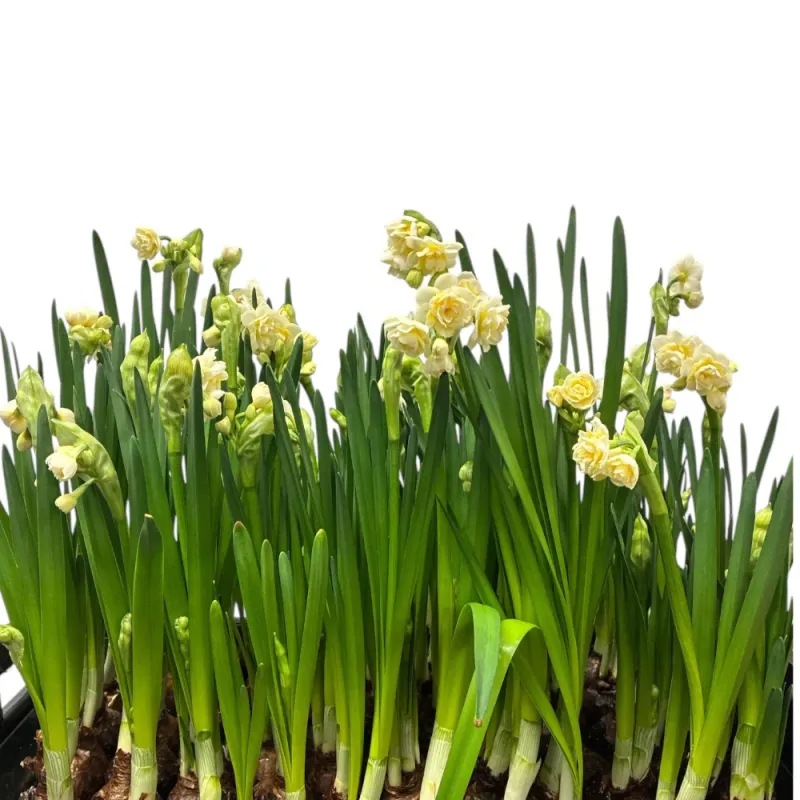 Dimmable LED Erlicheer - ON BULB - 10 Bulbs