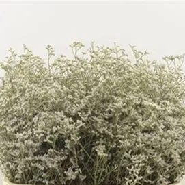 IMPORT(KE) Limonium Ivory Neto x 10 stems
