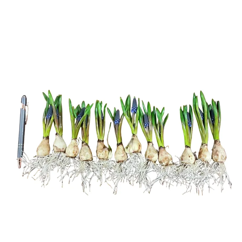 Muscari Navy - ON BULB - 20 Bulbs
