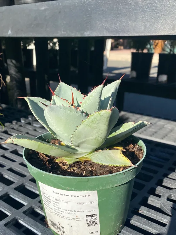 Agave pygmaea 'Dragon Toes'