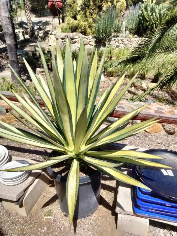 Agave sisalana 'Mediopicata' Compatible DeWALT Batteries