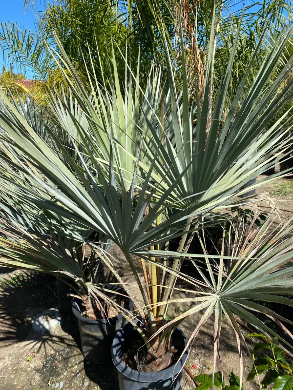 Brahea armata Storage Case