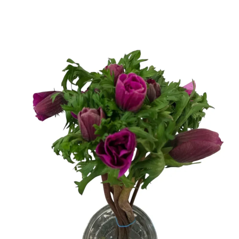 British Grown ANEMONE - cerise x 10 stems