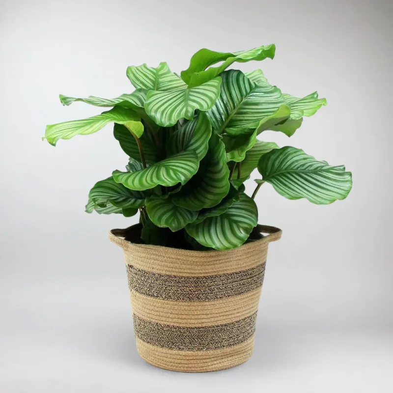 Calathea Orbifolia Brushed Nickel