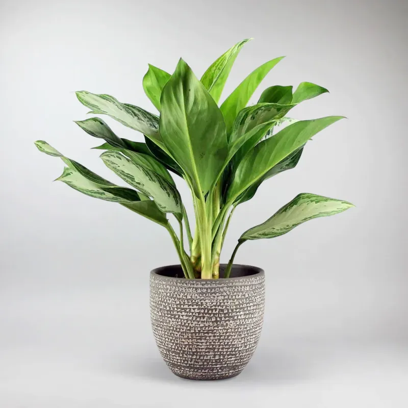 Chinese Evergreen 'Silver Bay' | Aglaonema Platinum Bay