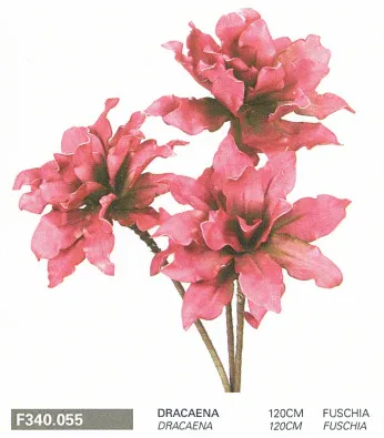 Dracaena 120cm FUSCHIA