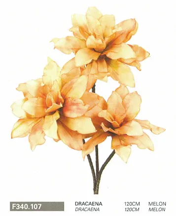 Dracaena 120cm MELON