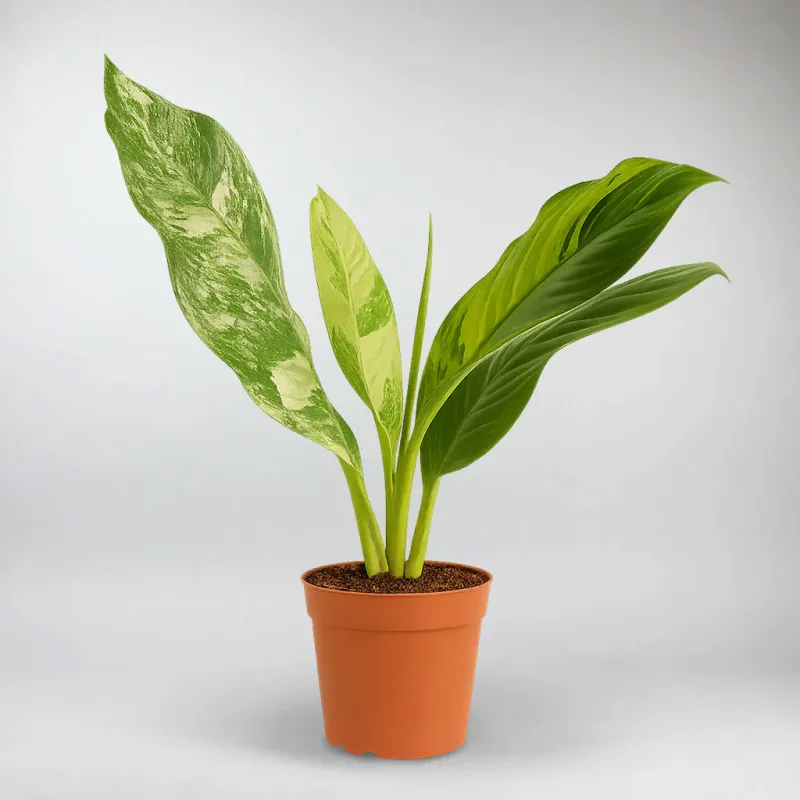 Dumb Cane Big Ben | Dieffenbachia Roomy Ben