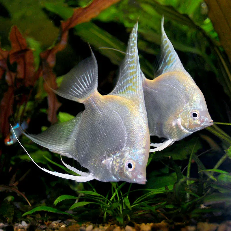 Escalar Platina Storage Case