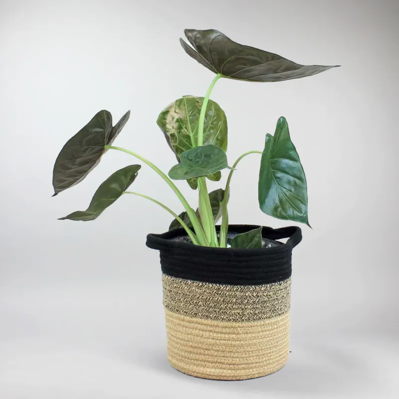 Hardy Elephant Ear | Alocasia Wentii Kit Accessories