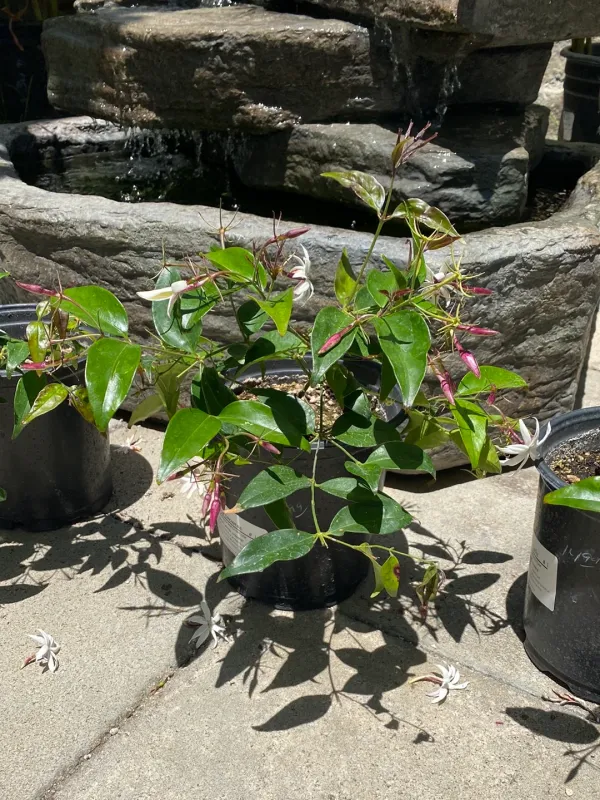 Heavy Duty Jasminium nitidum 'magnificum'