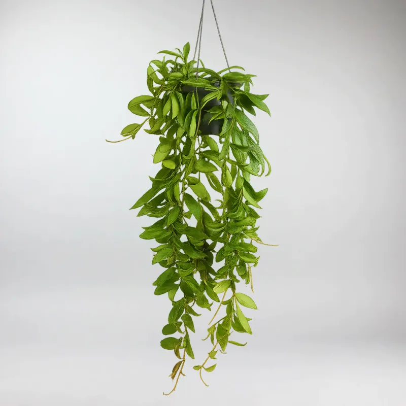 Hoya Rosita | Hoya Rosita