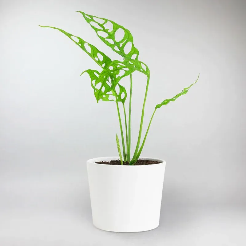 Lace Monstera | Monstera Obliqua Peru