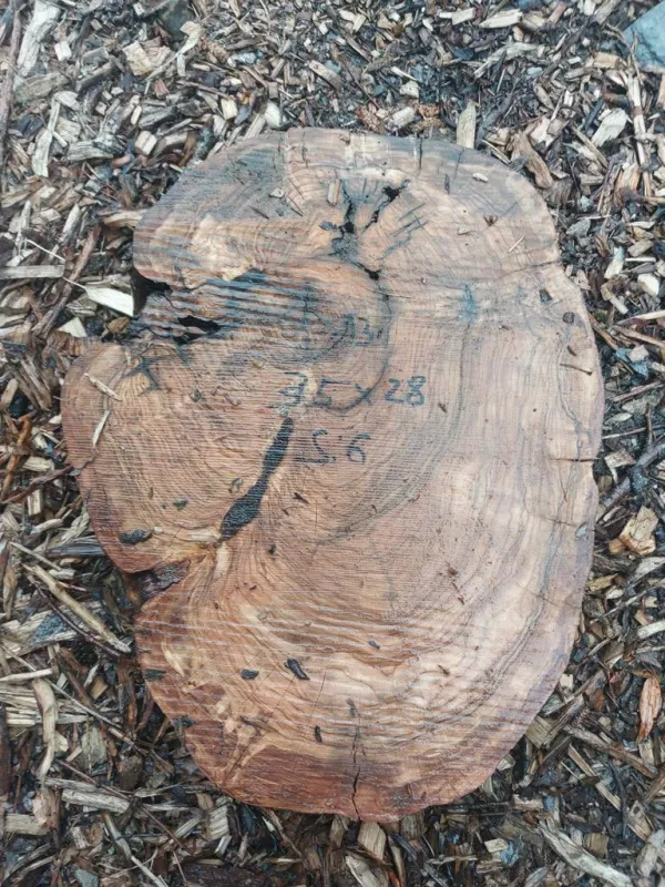 Laser Level Baumscheibe Olive 13