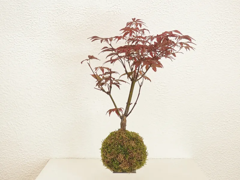 Laser Level Maple Palmato Bonsai Kokedama