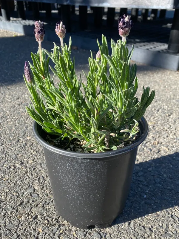 Lavandula stoechas ‘La Diva Roomy Night’