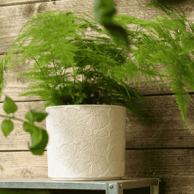 Maeve Indoor Pot Pearl