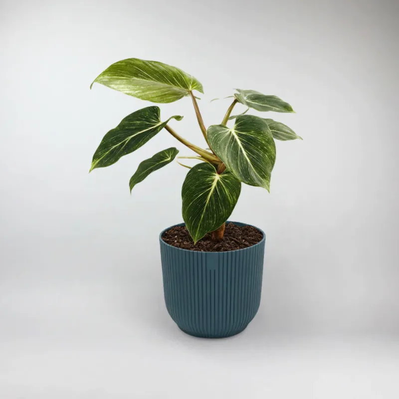 Mammoth Philodendron Terrarium Plant | Philodendron Gigas