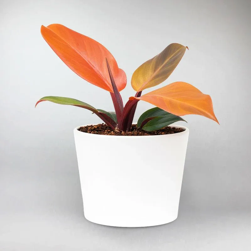 McColley’s Finale Philodendron | Philodendron McColleys Finale