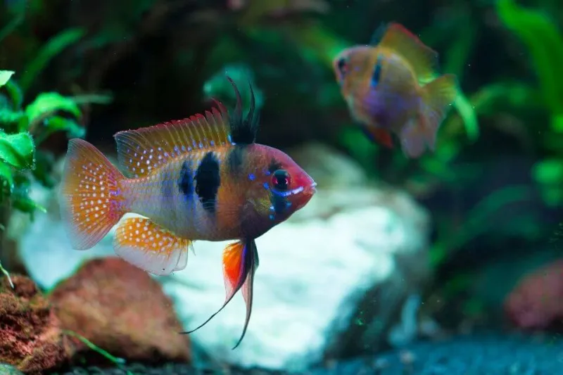Mikrogeophagus Ramirezi German Indigo