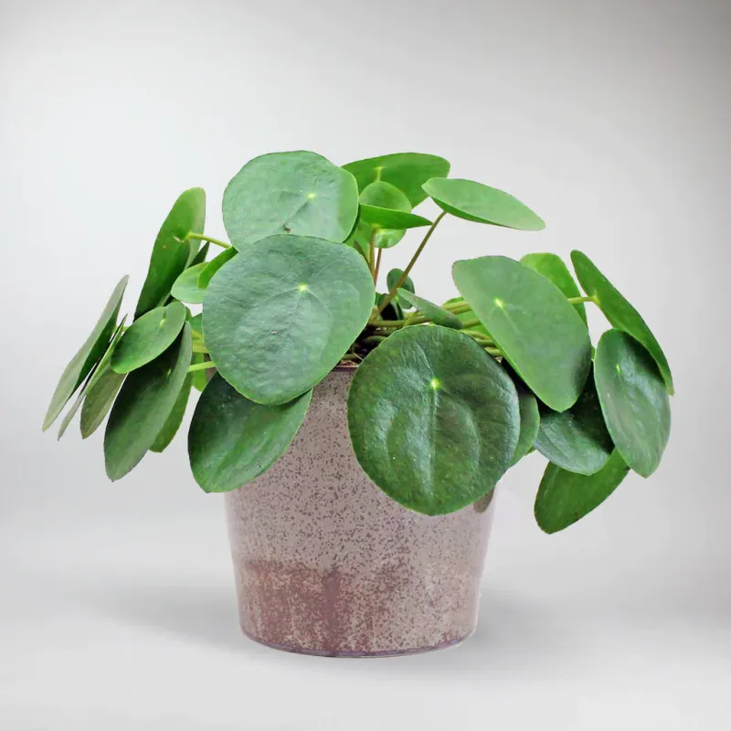 Money Plant | Pilea peperomioides Compatible DeWALT Batteries