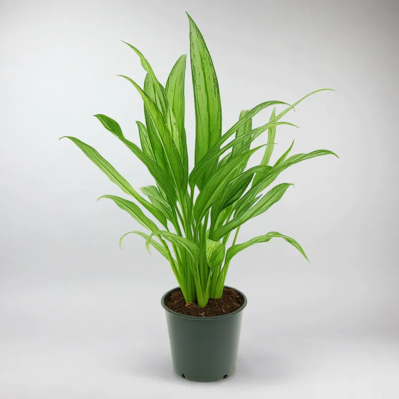 Multi-Function Aglaonema Cutlass | Aglaonema Cutlass