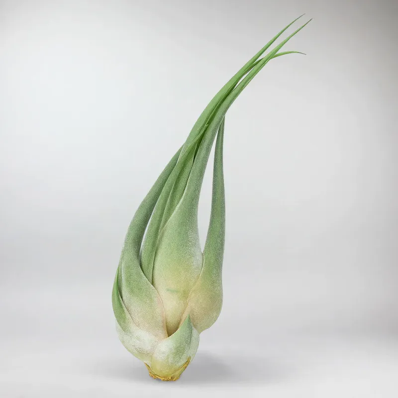 Multi-Purpose Tillandsia Seleriana | Tillandsia Seleriana
