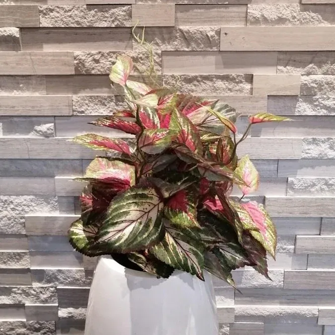 PLANT DE COLEUS 18''