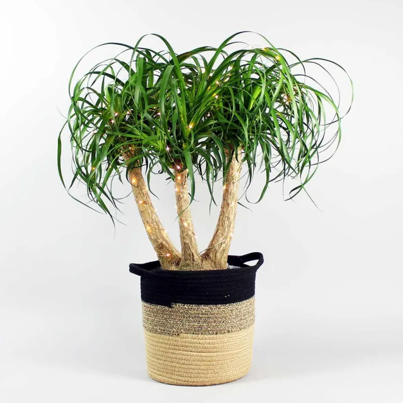 Ponytail Palm | Beaucarnea Recurvata | Lifetime Warranty
