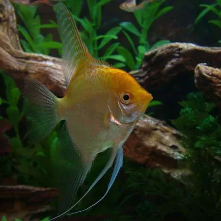 Premium Quality Escalar Ouro