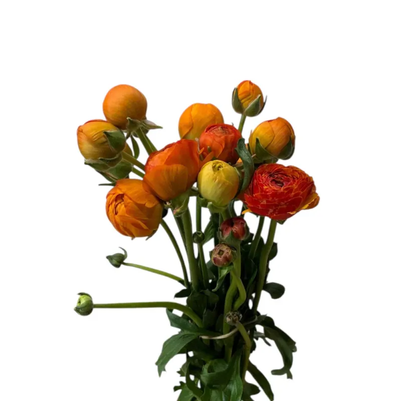 Ranunculus 30cm x 10 stems AMBER
