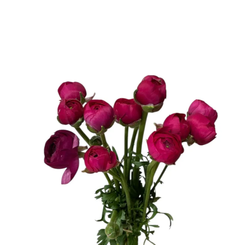 Ranunculus 30cm x 10 stems CERISE