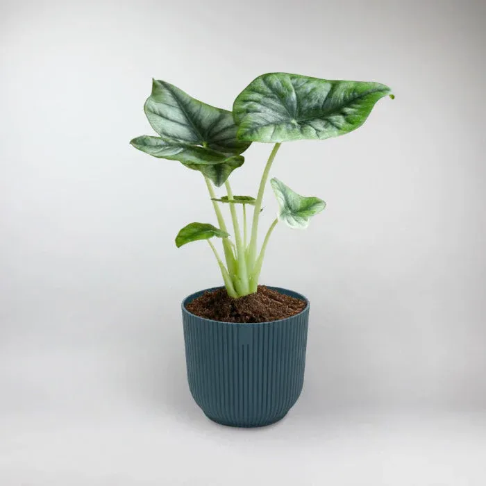 Reversed-Leaf Alocasia Terrarium Plant | Alocasia Reversa
