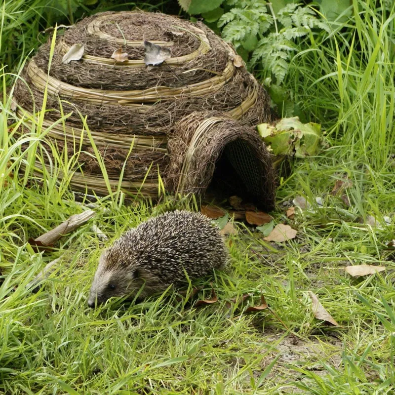 Safety Certified Igloo Hedgehog Home