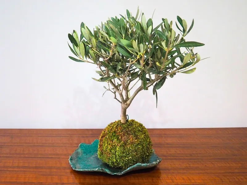 Safety Rated Olive Bonsai Kokedama