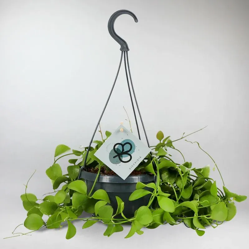 Shingle Plant | Dischidia Imbricata