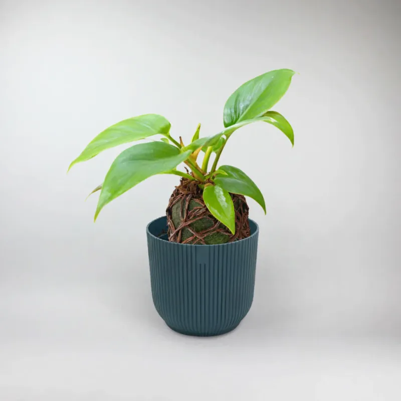 Squamiferum Philodendron Terrarium Plant | Philodendron Squamiferum