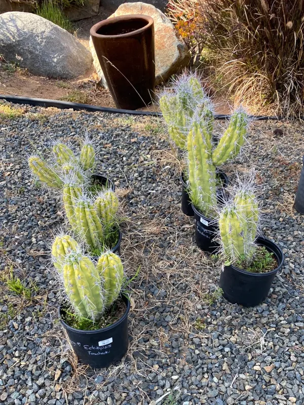 Stetsonia coryne Quick-Release