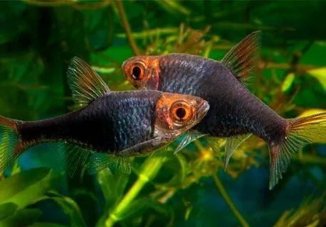 Stud Finder Trigonostigma Heteromorpha - Rasbora Harlequin Negra