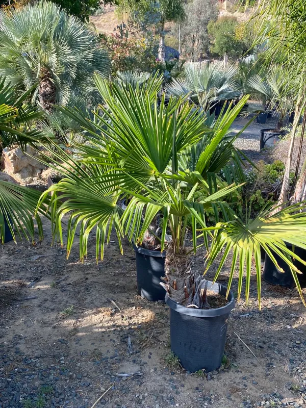 Trachycarpus fortunei Made USA